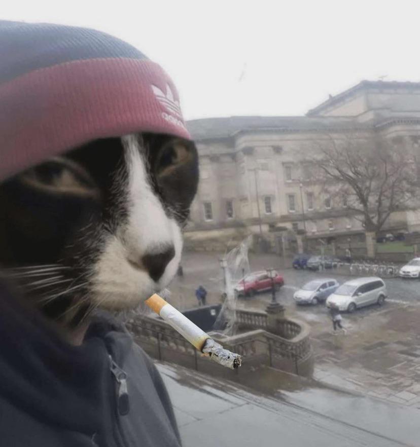 Chill ass cat. source:https://www.reddit.com/r/lies/comments/16et2v4/just_caught_my_cat_smoking/